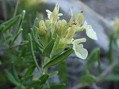 Teucrium montanum
