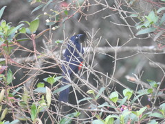 Hypopyrrhus pyrohypogaster