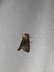 Abrostola asclepiadis
