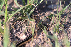 Thamnophis butleri