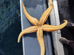 Orthasterias koehleri