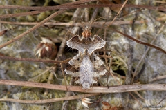 Phyllomorpha laciniata