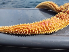 Orthasterias koehleri