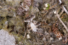 Phyllomorpha laciniata