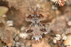 Phyllomorpha laciniata