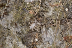 Phyllomorpha laciniata