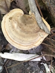 Microporellus