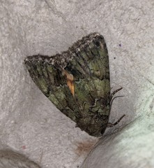 Polyphaenis sericata