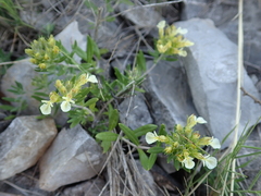 Teucrium montanum