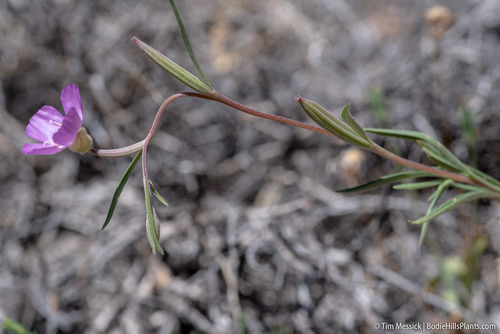 Mt. Lassen clarkia (Clarkia lassenensis)
