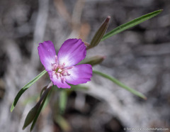 Clarkia lassenensis
