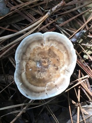 Microporellus
