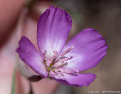 Clarkia lassenensis