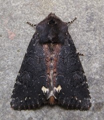 Melanchra assimilis