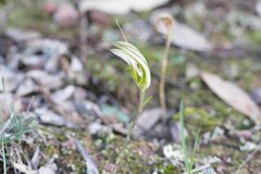 Pterostylis ampliata