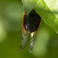 Magicicada cassinii