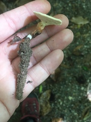 Microporellus dealbatus