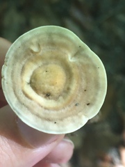 Microporellus dealbatus