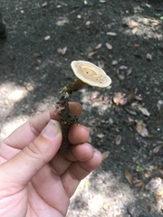 Microporellus dealbatus