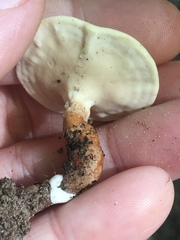 Microporellus dealbatus