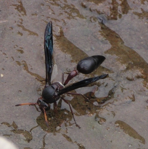 Black Mud Wasp