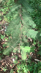Vachellia pennatula