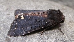 Melanchra assimilis