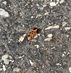 Aeolus mellillus