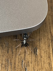 Sergiolus columbianus