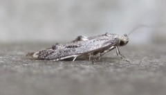 Blastodacna bicristatella