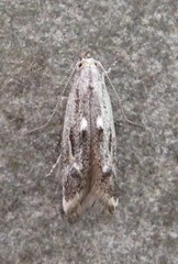 Blastodacna bicristatella