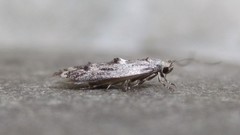Blastodacna bicristatella