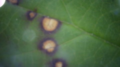 Sphaerulina westendorpii