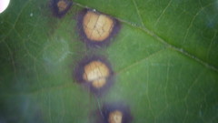 Sphaerulina westendorpii