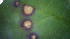 Sphaerulina westendorpii