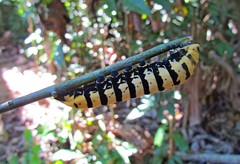 Arsenurinae