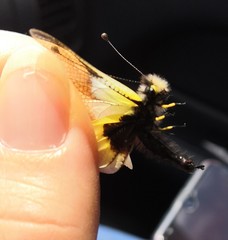 Libelloides baeticus