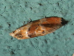 Cochylis