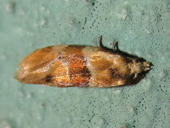 Cochylis
