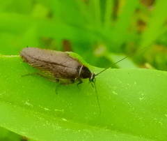 Ectobius lapponicus