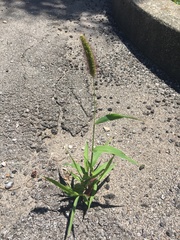 Setaria viridis major
