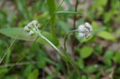 Antennaria neglecta