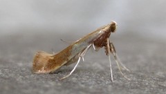 Caloptilia packardella