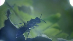 Pemphredonina