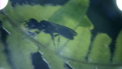 Pemphredonina