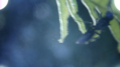Pemphredonina