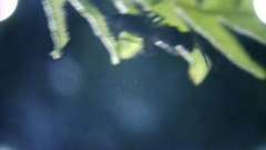 Pemphredonina