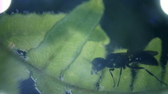 Pemphredonina