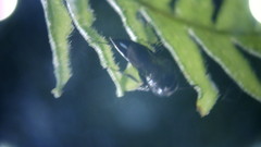 Pemphredonina
