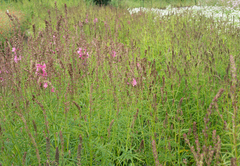Sidalcea cusickii